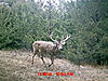 Check out how old this buck is....Any guess?  Very wide!!!!!-mdgc0061.jpg