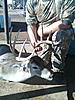 Score this Texas Hill Country Buck-lee-s-11-point-2.jpg