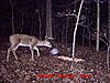 Same buck-mdgc0026.jpg