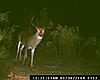 Deer  100 ft behind the house, only seen him on camera once-deer-080.jpg