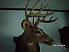 Lets see some pics of your best deer-dsci0088.jpg
