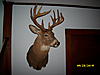 Lets see some pics of your best deer-dsci0078003.jpg