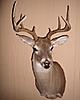 Lets see some pics of your best deer-2008-buck-055-2.jpg