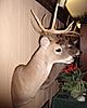 Lets see some pics of your best deer-2008-buck-050-2.jpg
