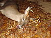 2009-2010 deer hunting braggin' board-dsc01166.jpg