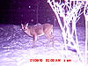This Buck is Safe Until Next Year-shed-buck-jan-2010.jpg