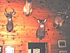 Antler size or body weight?-2007-mounted-buck-3.jpg