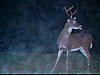 Studying back yard buck-deer-033.jpg