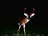 Studying back yard buck-deer-025.jpg