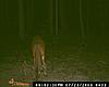 How old do you guys or girls think this deer is and what do yoyu think he will score?-l_173e80dfd39e419489fe3d264922f463.jpg