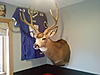 A Few of Our Deer-032209_1651-00-.jpg
