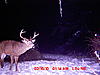 Is This a Big Buck?  (Pic)-big-206-20alfalfa-1-.jpg