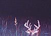 2009-2010 deer hunting braggin' board-10425_100982876591145_100000383005323_24251_4285835_n.jpg