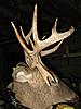 2009-2010 deer hunting braggin' board-10945_102145476474885_100000383005323_54054_3383616_n.jpg