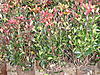 Screen Shrub-p3080266.jpg