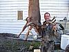 Southern Indiana-  How's the deer hunting???-indianabuck_thumb.jpg
