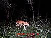 New Deer Cam Pix-mdgc0004-2-.jpg