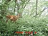 New Deer Cam Pix-mdgc0009-2-.jpg