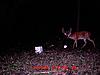 New Deer Cam Pix-mdgc0062-3-.jpg