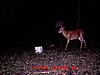 New Deer Cam Pix-mdgc0064-3-.jpg