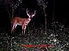 New Deer Cam Pix-mdgc0074-2-.jpg