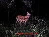 New Deer Cam Pix-mdgc0123-2-.jpg