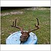 Bad Carma??-dead-buck-1.jpg