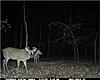 Is Spring a good time for Trail Cameras?-picture1111.jpg