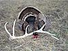 shed found gopher shooting-2009-co-turkey-shed.jpg