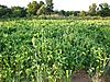 Iron Clay Peas-clay-peas1-small-.jpg