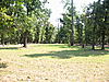 Week old food plots-img_3795.jpg