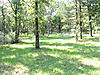 Week old food plots-img_3799.jpg