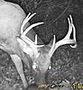 Southeast Tennessee Spring/Summer Food Plot Seed-big-boy-2-3-.jpg