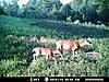 Game bird mix as food plot-game-cam.jpg