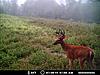 Game bird mix as food plot-buck.jpg