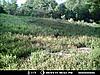 Game bird mix as food plot-turkey.jpg