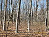 Attempt to funnel deer-beer-bottles-trees-hamm-quarries-land-3-.jpg