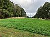 Clover Seed on the Ground!-ballistictip-albums-clover-plot-picture10375-10-8-18-pre-mow.jpg