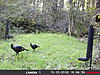 Food plot and feeders not bringing in deer-turkeys.jpg