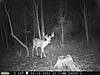 Still Dreaming about the bucks I never got a shot at....-gl-bucks5.jpg