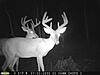 Still Dreaming about the bucks I never got a shot at....-gl-bucks7.jpg