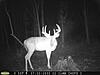 Still Dreaming about the bucks I never got a shot at....-gl-bucks8.jpg