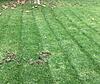 Unknown animal damaging lawn; advise on video cameras appreciated-yard.jpg