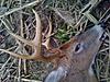 Post any deer killed in 2011 deer season-img_0942.jpg