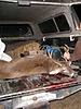 First deer-f7143a7048e1fa65ef4dad2d9d9b2add.jpg