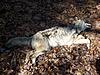  ever find animal bones in the woods?-buster-300.jpg