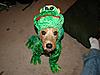 dogs and costumes-whc5.jpg