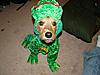 dogs and costumes-whc3.jpg