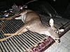 my 09- 10 season deer-pc040147.jpg