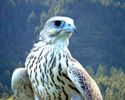 White Falcon's Avatar